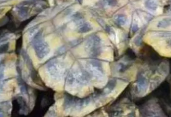 ���Ĺ�Ч�����úͽ��� �������Ǳ����ֹѪ��Ѫ