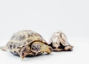 ���Ĺ�Ч�����úͽ��� �������Ǳ����ֹѪ��Ѫ