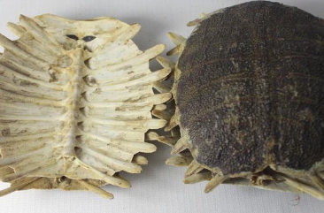 ���Ĺ�Ч�����úͽ��� �������Ǳ����ֹѪ��Ѫ