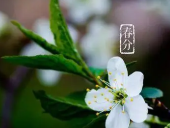 ���ֹ�ʫ��ʮ���� �����������Ľ���