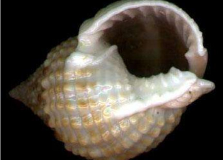 ʮ�ֲ��ܳԵ���ͼƬ ��ʲô���ǲ����ԳԵ���