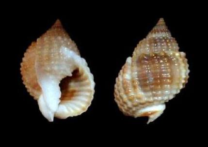 ʮ�ֲ��ܳԵ���ͼƬ ��ʲô���ǲ����ԳԵ���