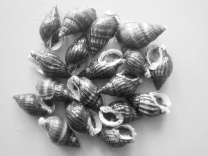 ʮ�ֲ��ܳԵ���ͼƬ ��ʲô���ǲ����ԳԵ���