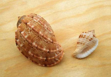 ʮ�ֲ��ܳԵ���ͼƬ ��ʲô���ǲ����ԳԵ���