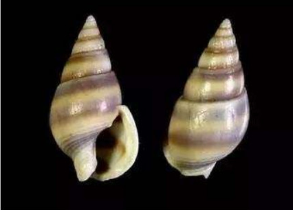 ʮ�ֲ��ܳԵ���ͼƬ ��ʲô���ǲ����ԳԵ���