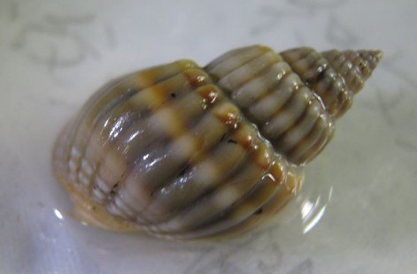 十种不能吃的螺图片 有什么螺是不可以吃的吗