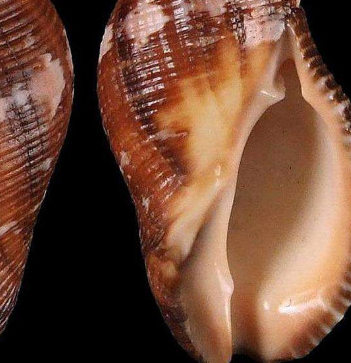 ʮ�ֲ��ܳԵ���ͼƬ ��ʲô���ǲ����ԳԵ���