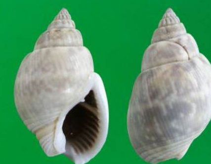 ʮ�ֲ��ܳԵ���ͼƬ ��ʲô���ǲ����ԳԵ���