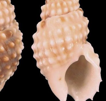 ʮ�ֲ��ܳԵ���ͼƬ ��ʲô���ǲ����ԳԵ���