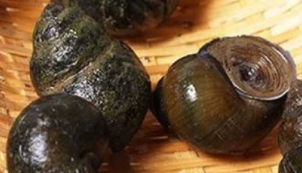 ʮ�ֲ��ܳԵ���ͼƬ ��ʲô���ǲ����ԳԵ���