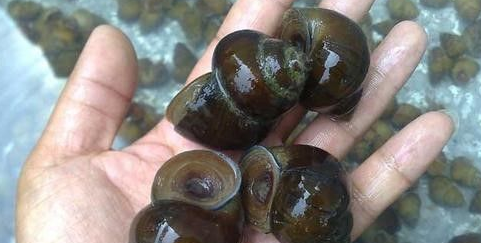 ʮ�ֲ��ܳԵ���ͼƬ ��ʲô���ǲ����ԳԵ���