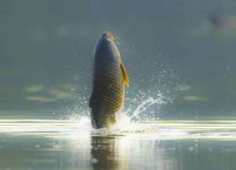 �μ����ˮ����������ʲô���� ������ͻ�ƺ�����