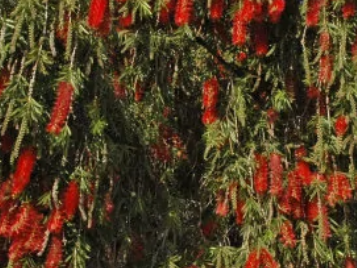 红柳树的寓意和象征 柳树的常见寓意