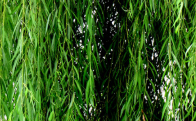 ��������Ԣ������� �����ĳ���Ԣ��