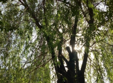 ��������Ԣ������� �����ĳ���Ԣ��