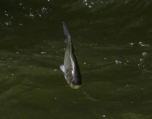 �μ����ˮ����������ʲô���� ������ͻ�ƺ�����