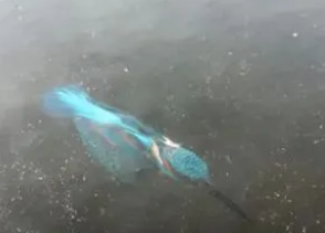 �μ����ˮ����������ʲô���� ������ͻ�ƺ�����