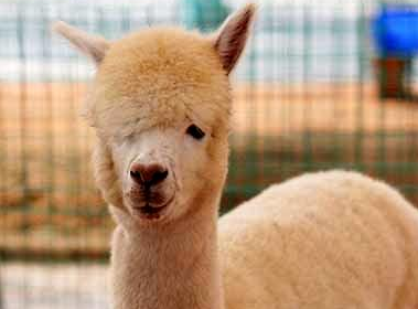 �����������Щ ���������̵�