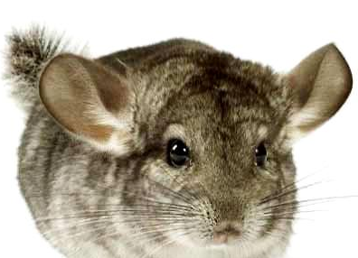 �����������Щ ���������̵�