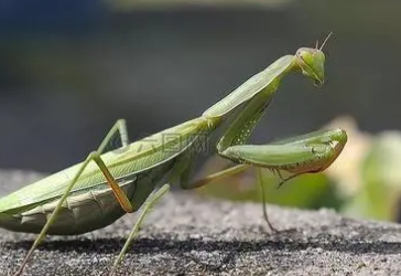 �����������Щ ���������̵�