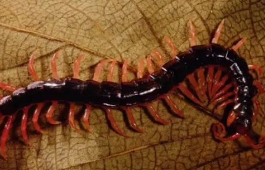 �����������Щ ���������̵�