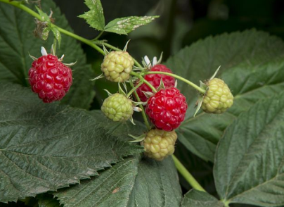 Ұ��������ͼƬ Ӫ����ֵȴ�ر��