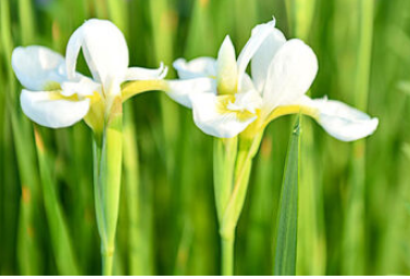 �β����ͼƬ ��ͬ��ɫ�����Ų�ͬ��Ԣ��