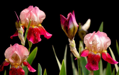 �β����ͼƬ ��ͬ��ɫ�����Ų�ͬ��Ԣ��