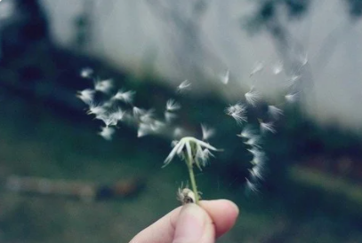 Ů��΢���������Ŵ������