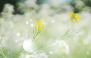 ף�����Ψ�����Ӵ�ȫ