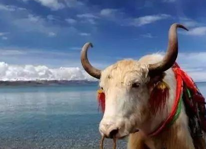 ʮ���й�֮�� ����������Щ�й�֮��