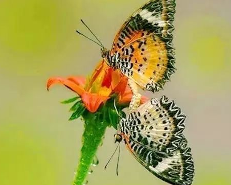 ��������50��ʫ��