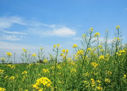 ��������50��ʫ��