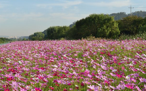 ޹�²ݵ��������� ��ͬ��ɫ޹�²ݵĻ���