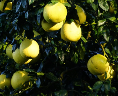 С�����ֵ�Ԣ��