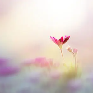 ��������ףԸ�ļ�̾��� �������ϵ�ף����