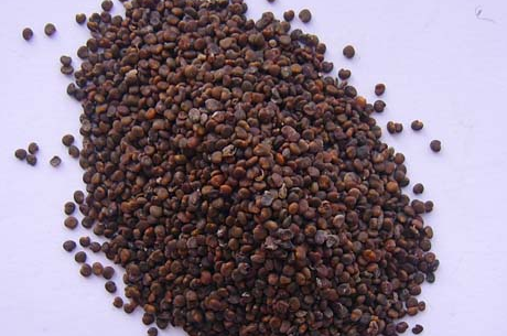 沙苑子的功效与作用点 能够调理人的身体