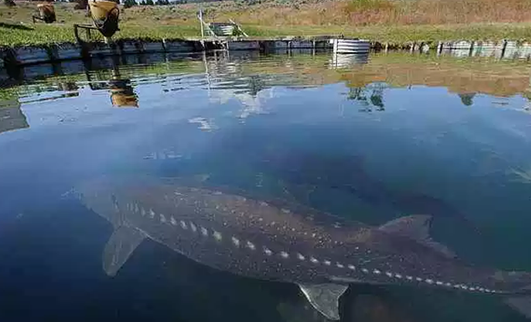 ��������ʮ�ֵ�ˮ������ ��С���������˸�����