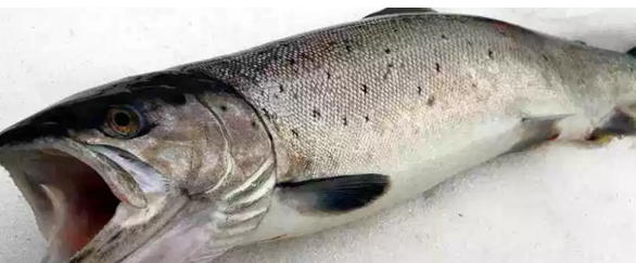 ��������ʮ�ֵ�ˮ������ ��С���������˸�����