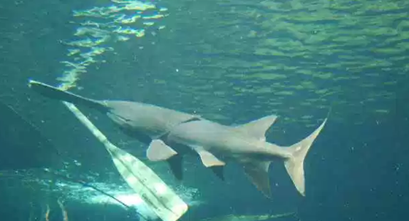 ��������ʮ�ֵ�ˮ������ ��С���������˸�����