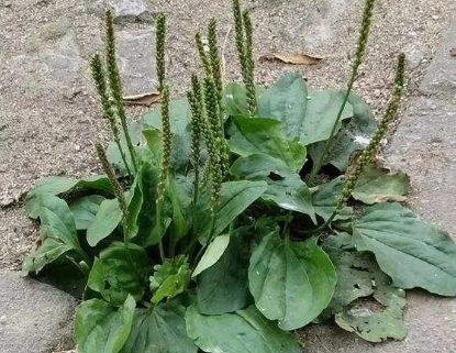 ��ǰ�ݵ�ͼƬ ��ǰ�ݵĹ�Ч������