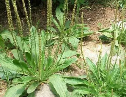 ��ǰ�ݵ�ͼƬ ��ǰ�ݵĹ�Ч������