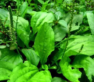 ��ǰ�ݵ�ͼƬ ��ǰ�ݵĹ�Ч������