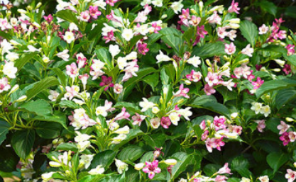 ��������Ԣ������ ����������ʲô��˼��