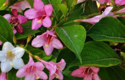 ��������Ԣ������ ����������ʲô��˼��