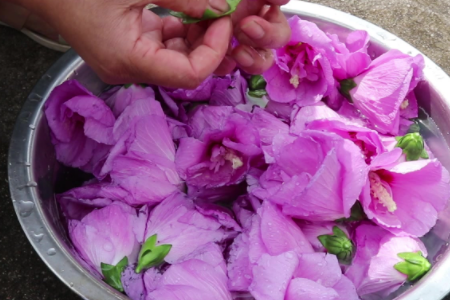 木槿花可以怎么吃 木槿花的养生食谱