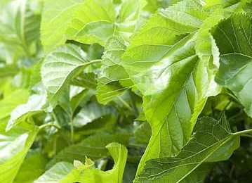 桑叶的功效和作用 很多人喜欢用它来泡水