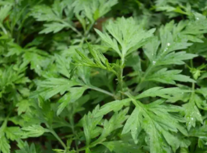 ���ݵĹ�Ч��������ʲô