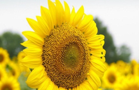 ���쿪�Ļ���ȫ