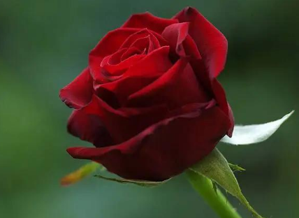 ��һ���˵�����